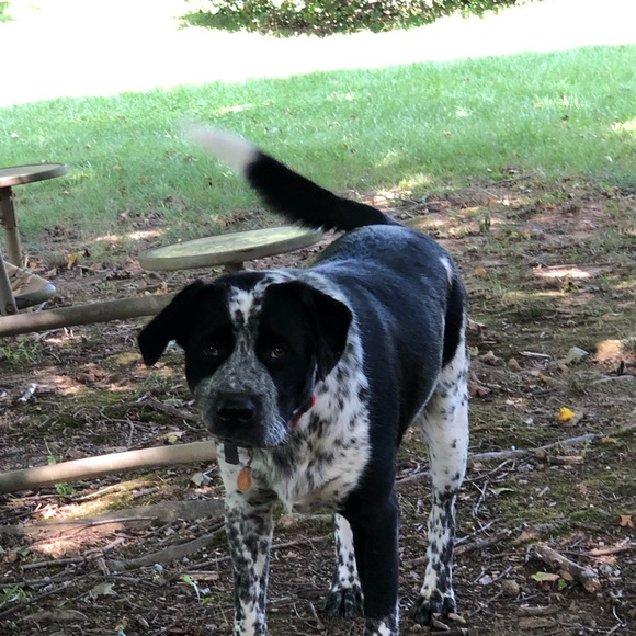 Meet your Posher, Sandy - Picture 1 of 1